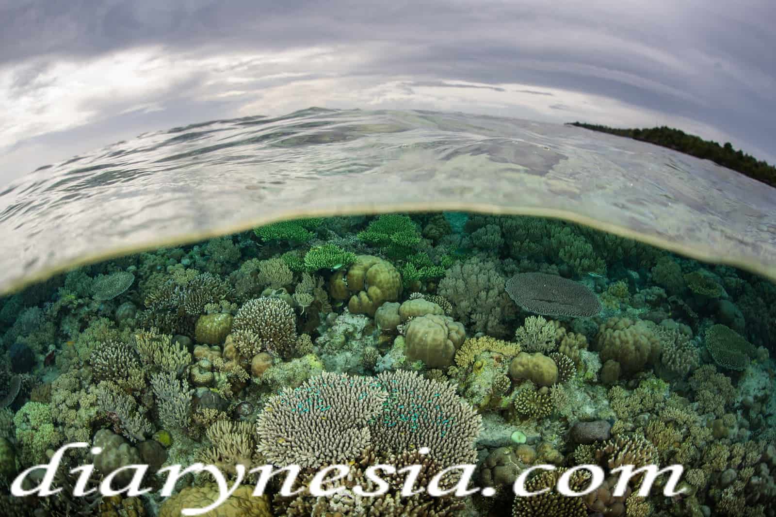 wakatobi tourism, South East Sulawesi, Wakatobi tourist attraction, diarynesia