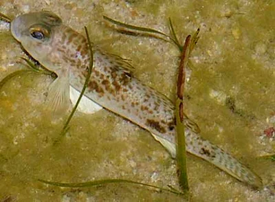 indian animals of file fish habitat