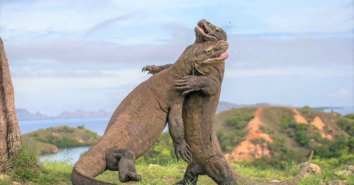 Pulau Komodo Pariwisata Hewan  Langka  di  Nusa Tenggara Timur