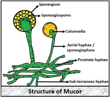 Mucor mucedo,classification, Structure,reproduction