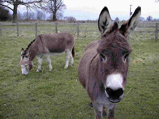 Donkey Wallpapers