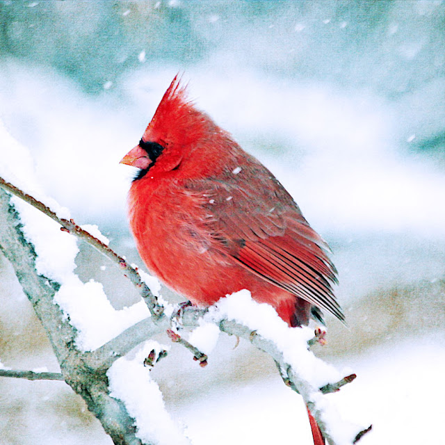 Cardinal Bird Information