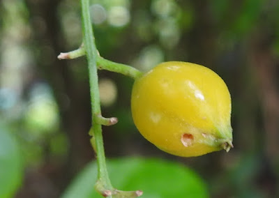 蕾絲金露花的核果