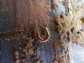 Photo de myriapode : Chilopodes - Centipèdes - Chilopoda