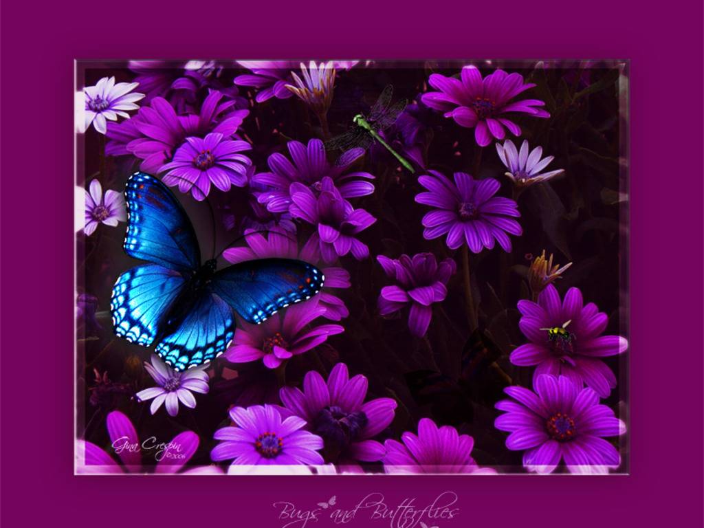 PICTURES: Butterfly Wallpapers