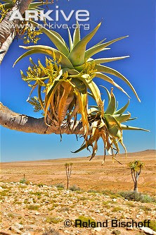 Aloe temblador bastardo Aloe pillansii