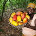 Environnement : La relance de la culture de cacao est capable de booster les revenus en RDC