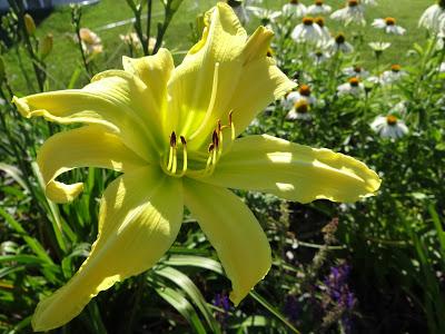 Something to Ponder... | Daylily Blog on Exhibition Judging
