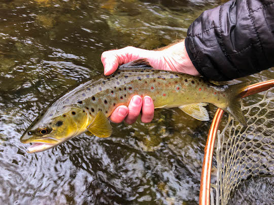 The Trout Zone: Great Smoky Mountain Brown Trout Extravaganza