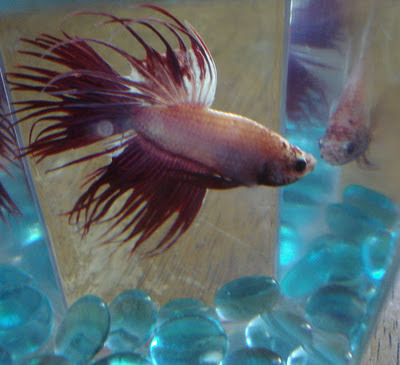 crowntail betta