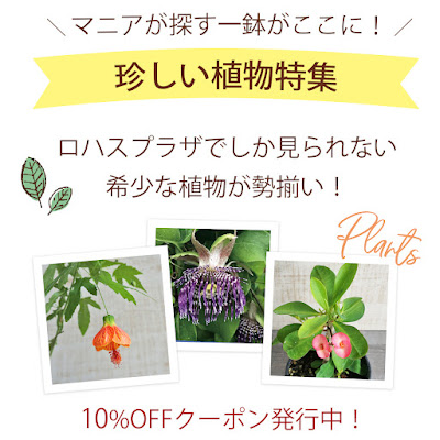 珍しい植物　10%OFFクーポン発行中