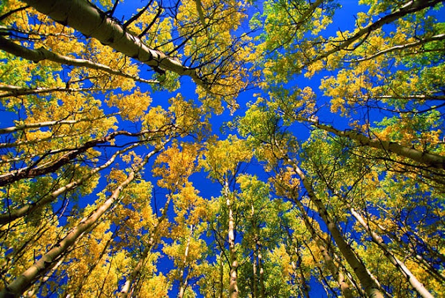 Aspen Canopy near Vail 