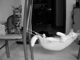 funny animal pictures, playing kitten