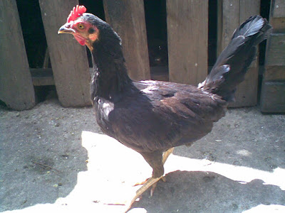 gallina negra fina hermoza para enrazar con gallo fino buena raza y autentica