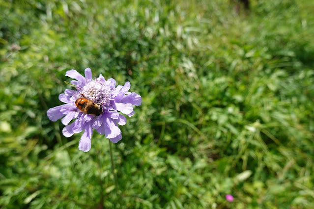 鳥取県西伯郡伯耆町岩立　桝水原　マツムシソウ（松虫草）