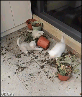 Crazy Kitten GIF • Weeeeee! 3 snuzzy kittens playing like crazy, anyway, these plants were ugly! [ok-cats.com]