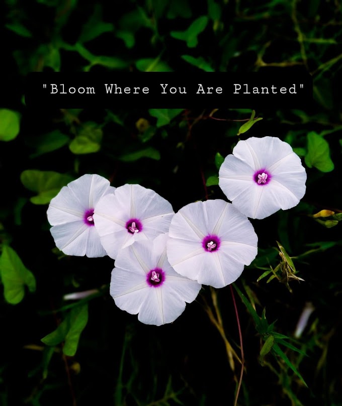 Bloom Where You are planted