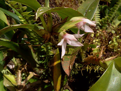 Maxillaria sigmoidea - S Shaped Lip Maxillaria care