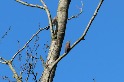 Feale Miggesnapper - Grauwe Vliegenvanger - Muscicapa striata