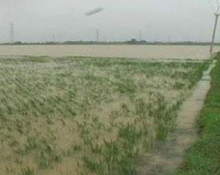 Banjir Rendam Ratusan Hektar Sawah di Gebang, Petani Merugi