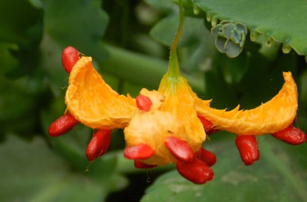 Melão-de-são-caetano-Momordica-Charantia-Benefícios-Nutrição-e-Modo-de-Usar