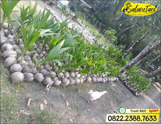 Bibit Kelapa Wulung, Bibit Kelapa Gading, Bibit Kelapa Hijau, Bibit Kelapa Unggul, Bibit Kelapa Kopyor Genjah, Bibit Kelapa Kopyor Hibrida Unggul