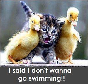 I said I dont wanna go Swiming - Animal Trolls