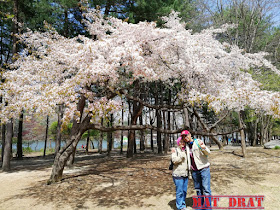 Percutian Bajet Seoul Nami Island 