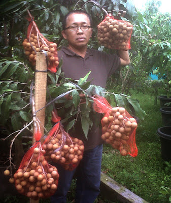 Cara Menciptakan Tanaman Kelengkeng Itoh Cepat Berbuah Lebat