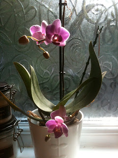 beautiful orchid on the bathroom windowsill 