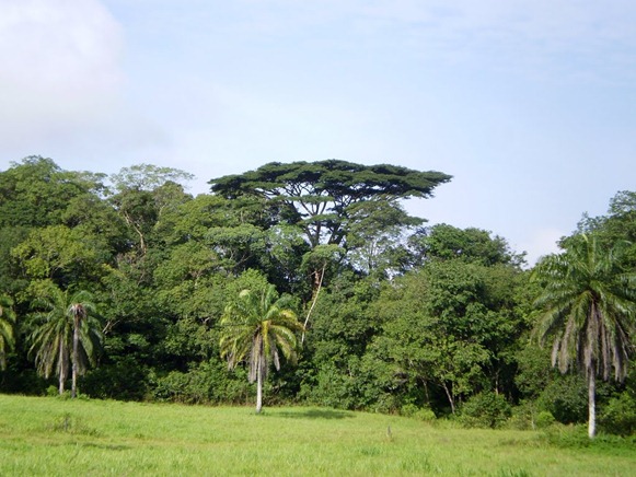 Parque Estadual do Utinga , Belém do Parà, foto: Odilson Sà