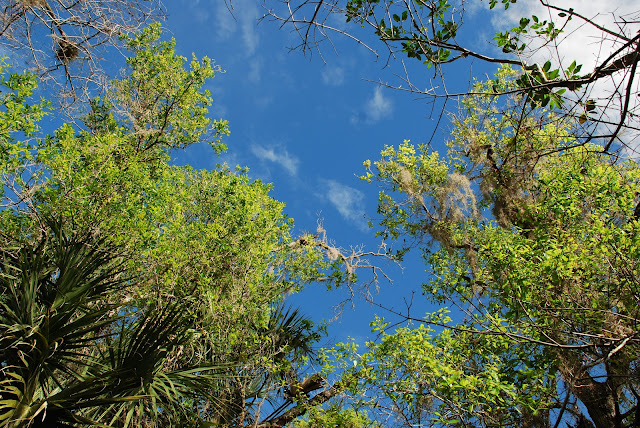Fakahatchee Strand Preserve State Park