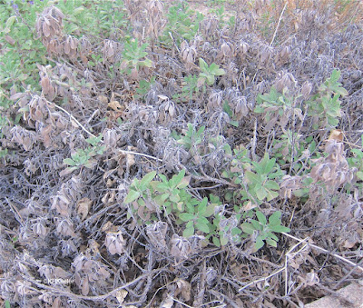 garden sage, Salvia officials