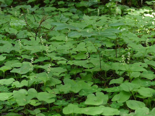 white flowers in short towers over a floor of leaves