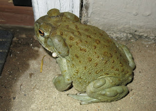 Incilius alvarius, Sonoran Giant Toad 