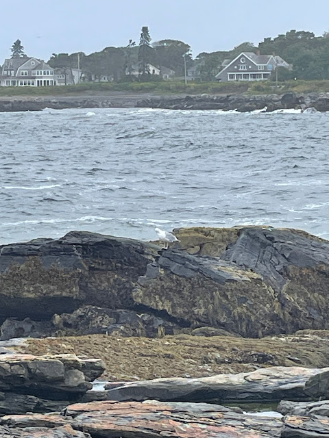 As we turned and started walking up the other side of the peninsula there is a small town with typical Cape Cod style houses.