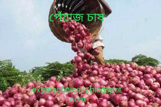 মুড়ি কাটা পেঁয়াজ  চাষ পদ্ধতি 