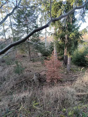 Perlacher Forstの木々