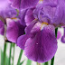 From the Garden: Purple Irises