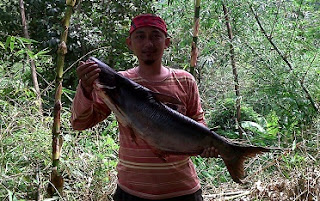 Banyak jenis ikan di perairan yang dapat dipilih sebagai target memancing Membuat Sendiri Umpan Mancing Ikan Patin Paling Jitu