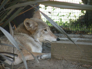 coyote