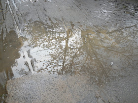sakura reflected in puddle