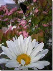 DSCN5046