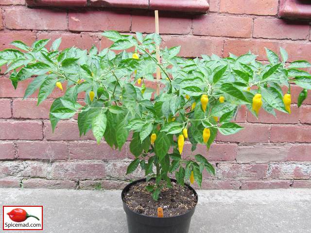 Aji Mochero - 2nd September 2021