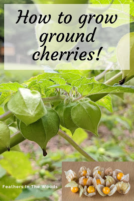 Ground cherries growing