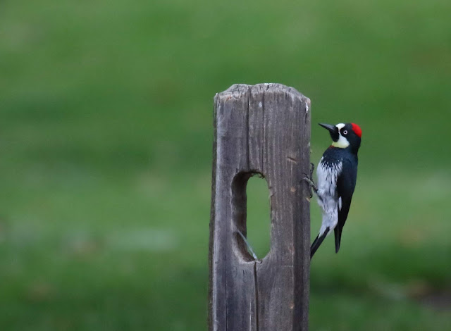 Acorn Woodpecker