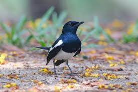 Oriental Magpie robin- Birds of India