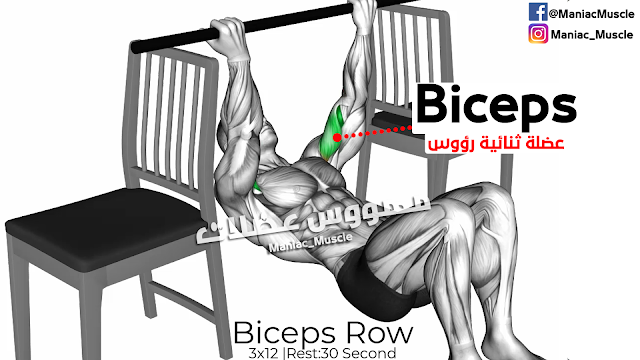 Biceps Row