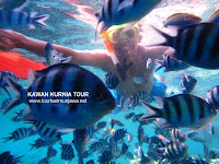 foto snorkeling bersama ikan di karimunjawa