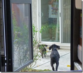 Skruffy and Bubba, Arny at the door